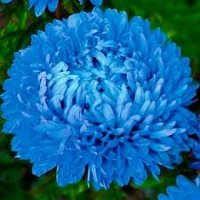Цветы Астра Голубой Вихрь (цена за 20г) Украина