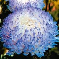 Цветы Астра Фламир бело-голубой (цена за 20г) Украина