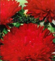 Цветы Астра Кармен (цена за 20г) Украина
