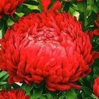 Цветы Астра Огненные жемчуга (цена за 20 г) Украина