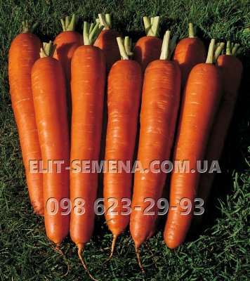 Морковь Длинная красная (цена за 1кг) Германия