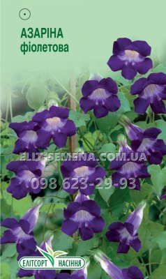 Цветы Азарина фиолетовая 10шт