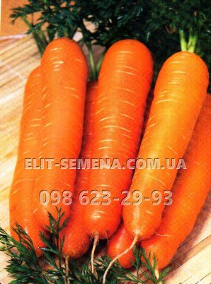 Морковь Красный Великан ( цена за 1кг) Германия