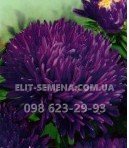 Цветы Астра Анастасия (цена за 0,020 кг) Украина