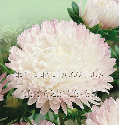 Цветы Астра Царевна (цена за 20 г) Украина