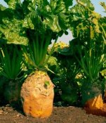 Свекла  кормовая