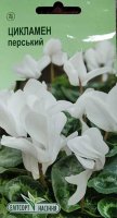 Квіти Цикламен білий 5шт