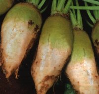 Буряк кормовий Центаур Франція 500г