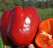 Перец сладкий Перец сладкий