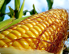 Купить семена кукурузы