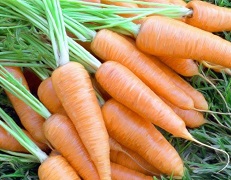 Купити насіння моркви
