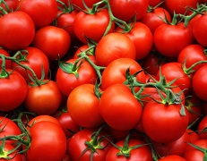Купити насіння томатівсемена