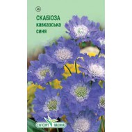 Квіти Скабіоза Кавказька синя 10шт
